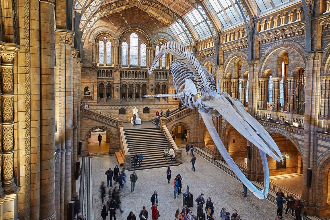 Hope the blue whale in the Museum’s Hintze Hall CREDIT Trustees of the NHM, London